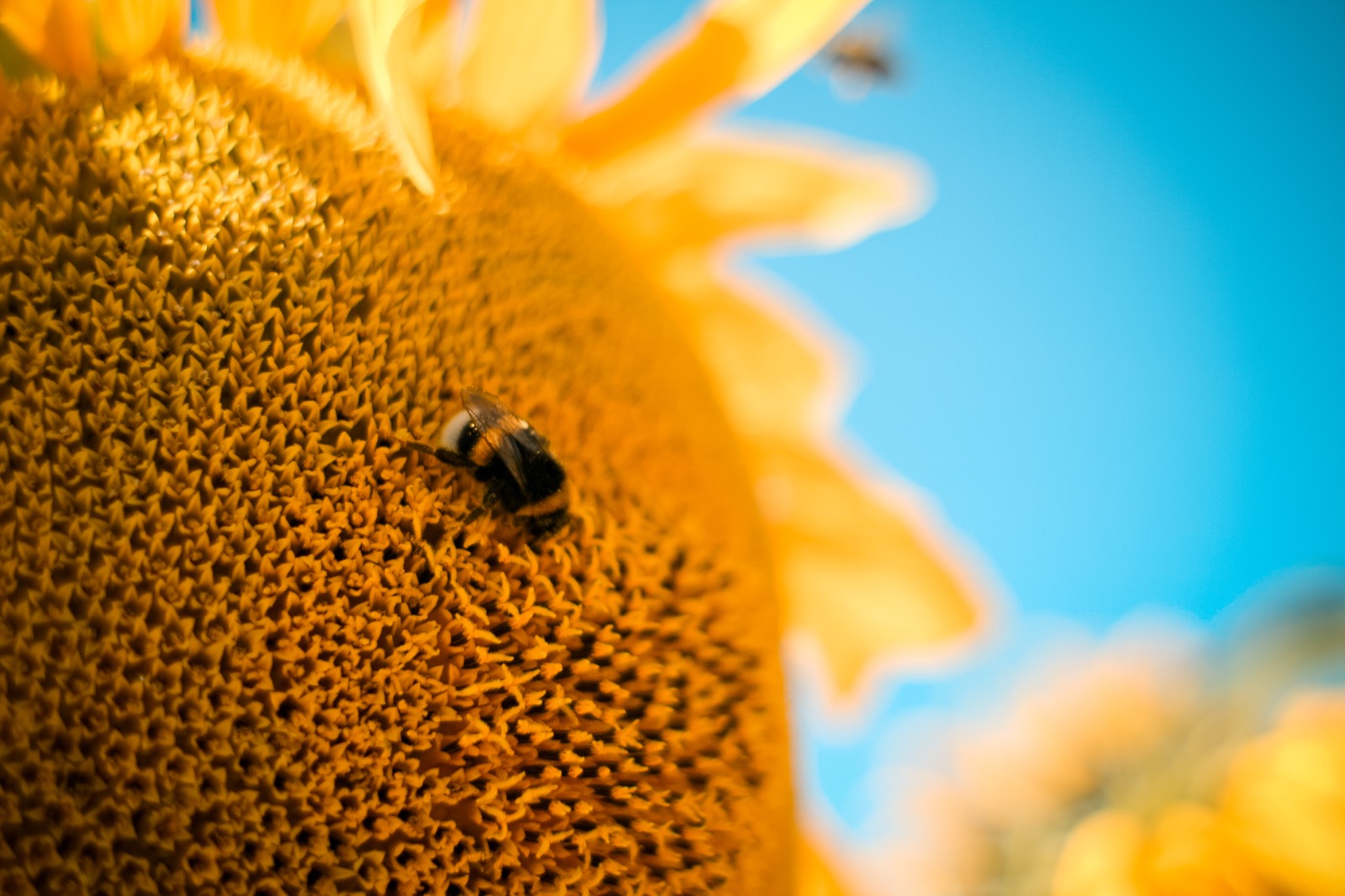 Sunflower bee